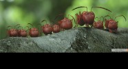 Фотография из фильма Букашки. Приключение в Долине муравьев