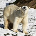 На люберецком меховом предприятии изъяли шкуры краснокнижных белых медведей