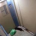 Жительница Люберец выкинула в лифт завернутую в пакет больную кошку