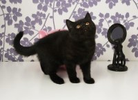 Очаровательный британский котенок с документами ищет любящих хозяев