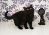 Очаровательный британский котенок с документами ищет любящих хозяев