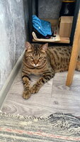 Отдам кота бесплатно