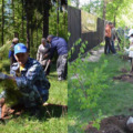 Акция «Лес Победы» в Люберецком районе: высажено 14 000 деревьев