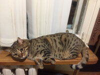 Отдам кота бесплатно