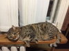 Отдам кота бесплатно