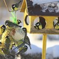 Итоги конкурса кормушек для птиц подведут в Люберцах 26 января