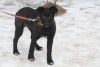 Пропала собака метис-лайки, девочка,  5,5 месяцев, окрас черный с подпалинами